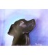 TALY-BRICE. Chiens et chats. Dessins et aquarelles. Envoi autographe.