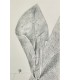 ERNST (Max). Histoire naturelle. Edition originale. Illustrations par Max Ernst.