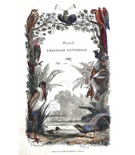 KEEPSAKE D'HISTOIRE NATURELLE. Description des oiseaux,... Reliure de l'époque. Ouvrage illustré par 150 dessins de Victor Adam.