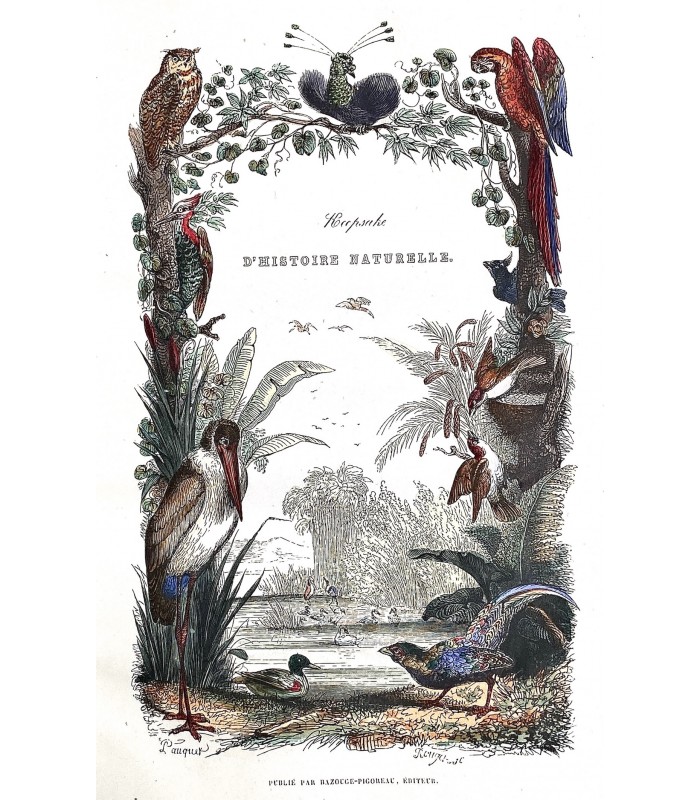 KEEPSAKE D'HISTOIRE NATURELLE. Description des oiseaux,... Reliure de l'époque. Ouvrage illustré par 150 dessins de Victor Adam.