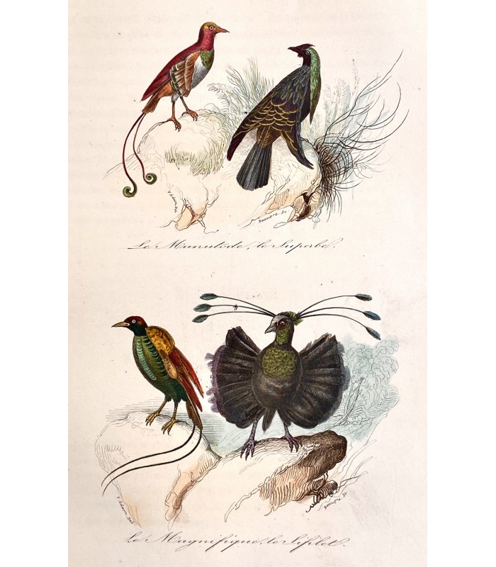 KEEPSAKE D'HISTOIRE NATURELLE. Description des oiseaux,... Reliure de l'époque. Ouvrage illustré par 150 dessins de Victor Adam.