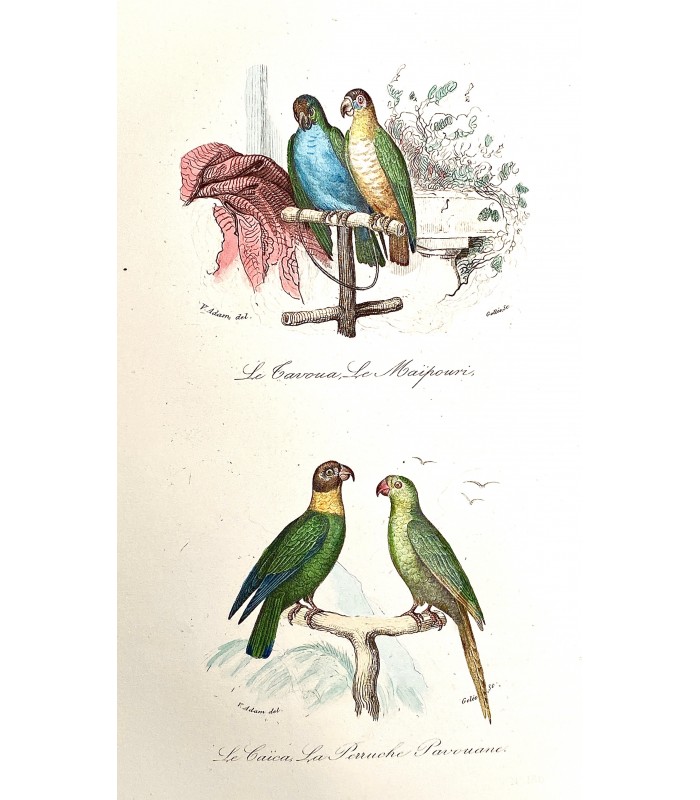 KEEPSAKE D'HISTOIRE NATURELLE. Description des oiseaux,... Reliure de l'époque. Ouvrage illustré par 150 dessins de Victor Adam.