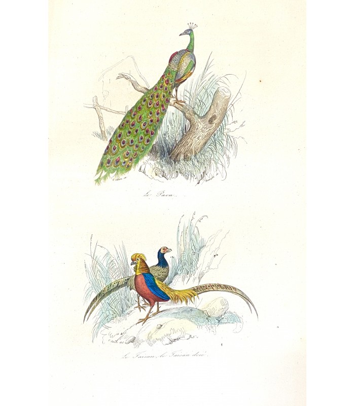 KEEPSAKE D'HISTOIRE NATURELLE. Description des oiseaux,... Reliure de l'époque. Ouvrage illustré par 150 dessins de Victor Adam.