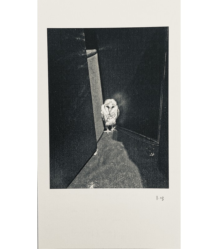 QUIGNARD (Pascal). Bubbelee. Edition originale illustrée de photographies reproduites hors texte..