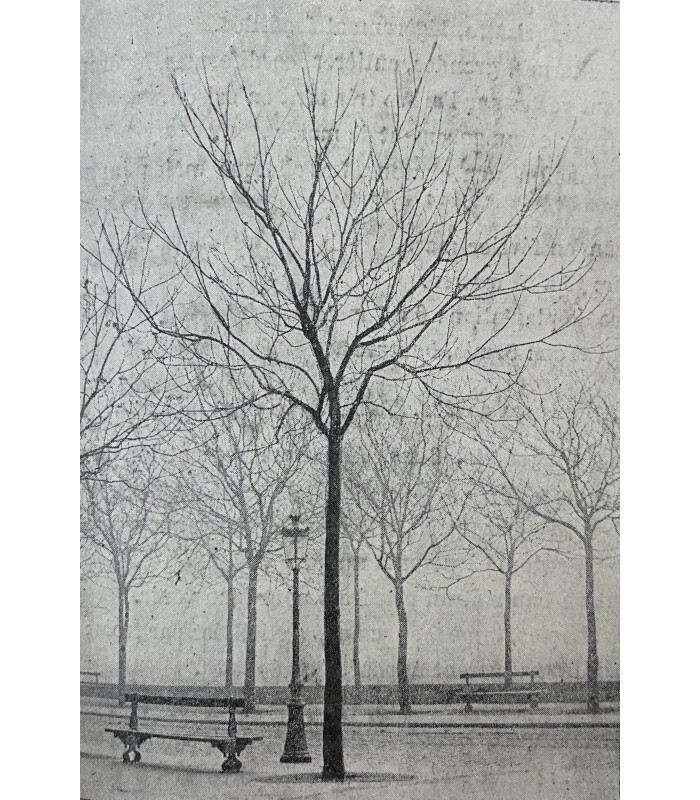 [ARBRES DE PARIS] CHARGUERAUD (Adolphe). Les Arbres de la ville de Paris.
