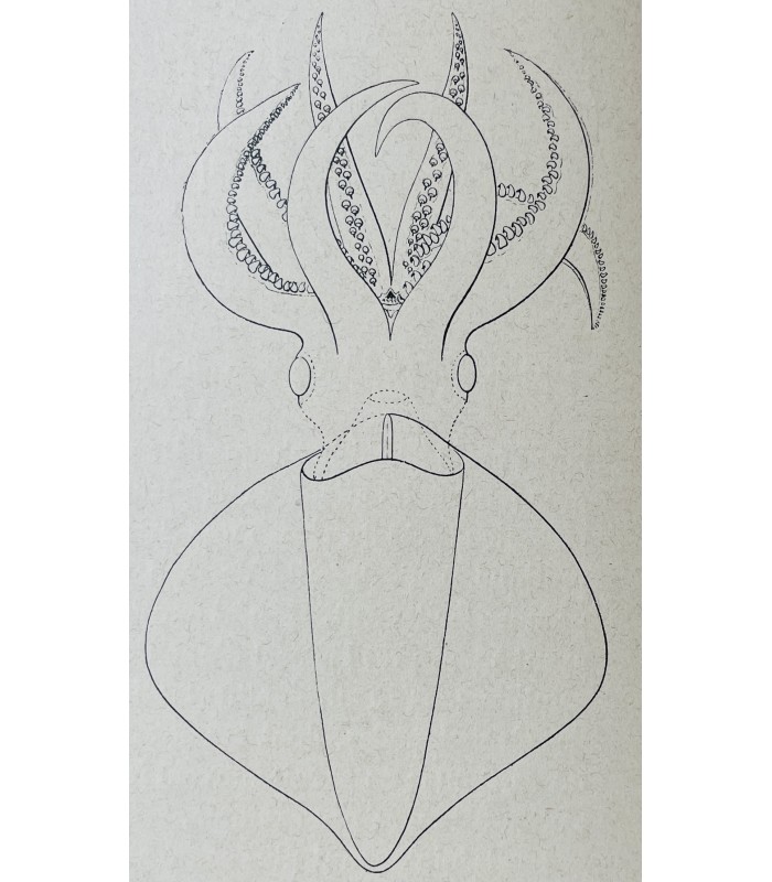 [OCEANOGRAPHIE] RICHARD (J.). L'Océanographie.